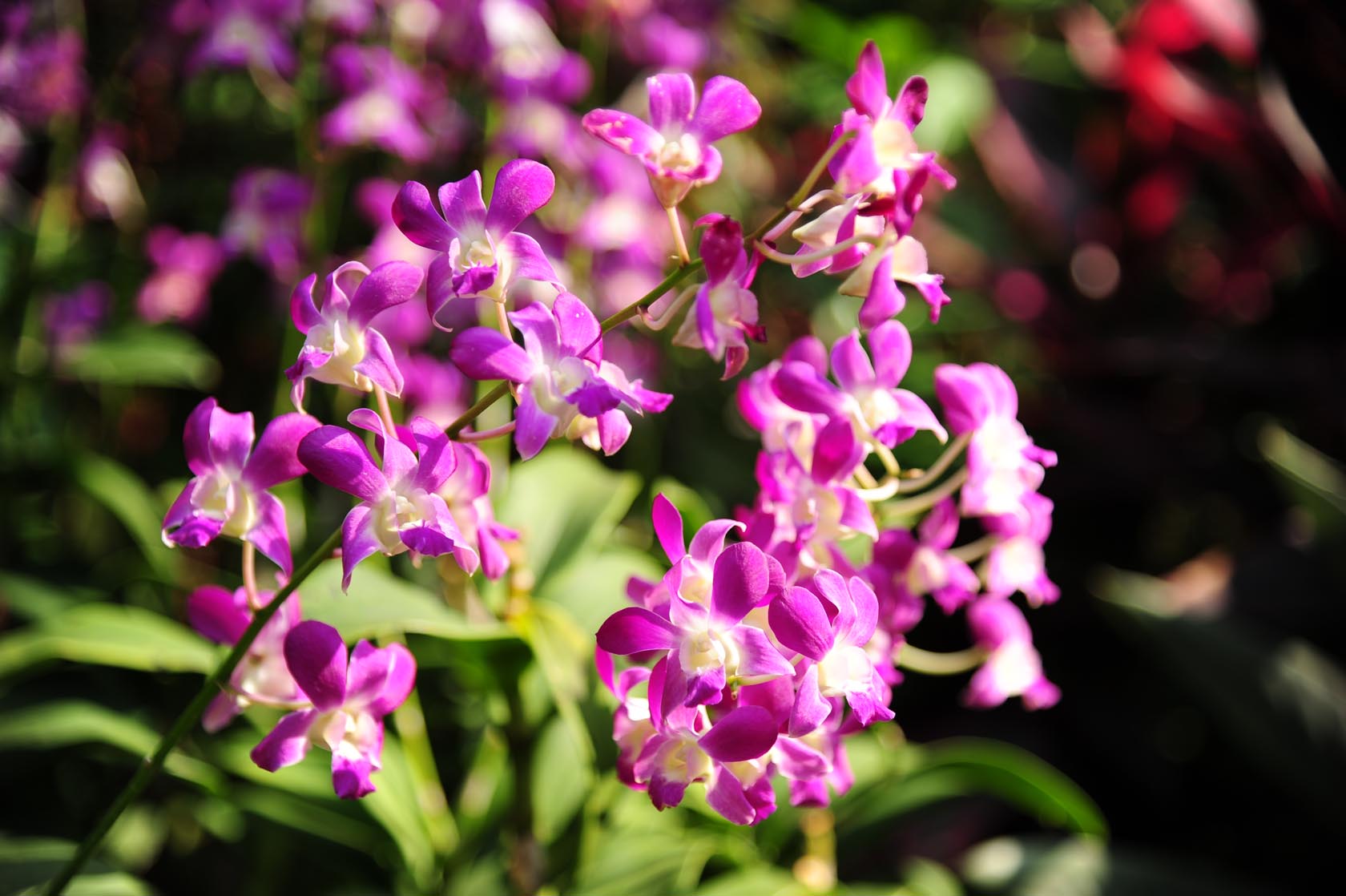  Explore the beauty and diversity of orchids with our volunteer guides in this one-hour tour.